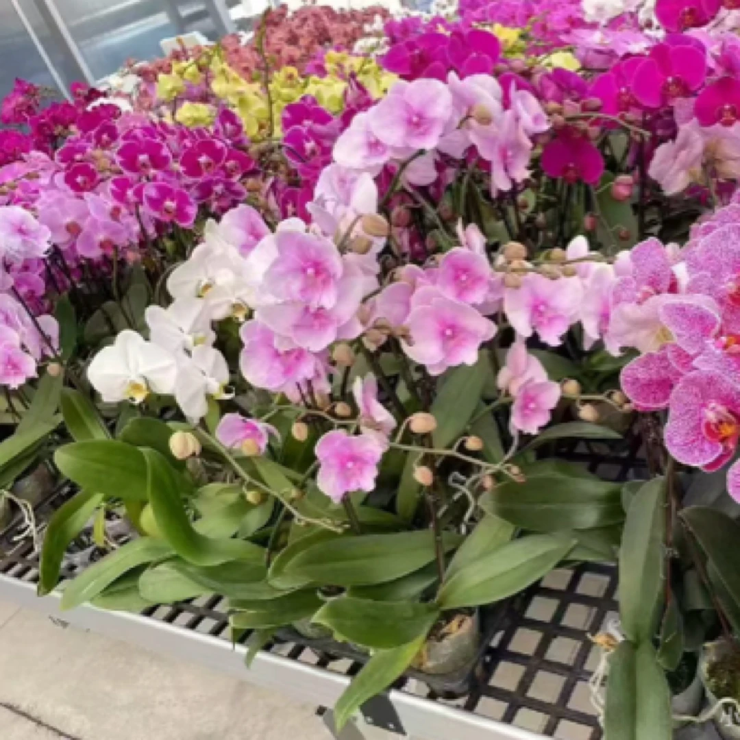 蝴蝶兰———(混色)开花发货什么品种颜色都有