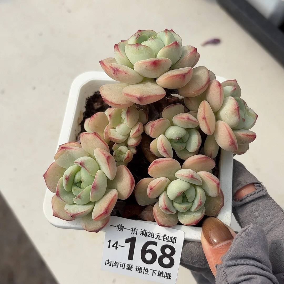 白底香草无盆土发货无