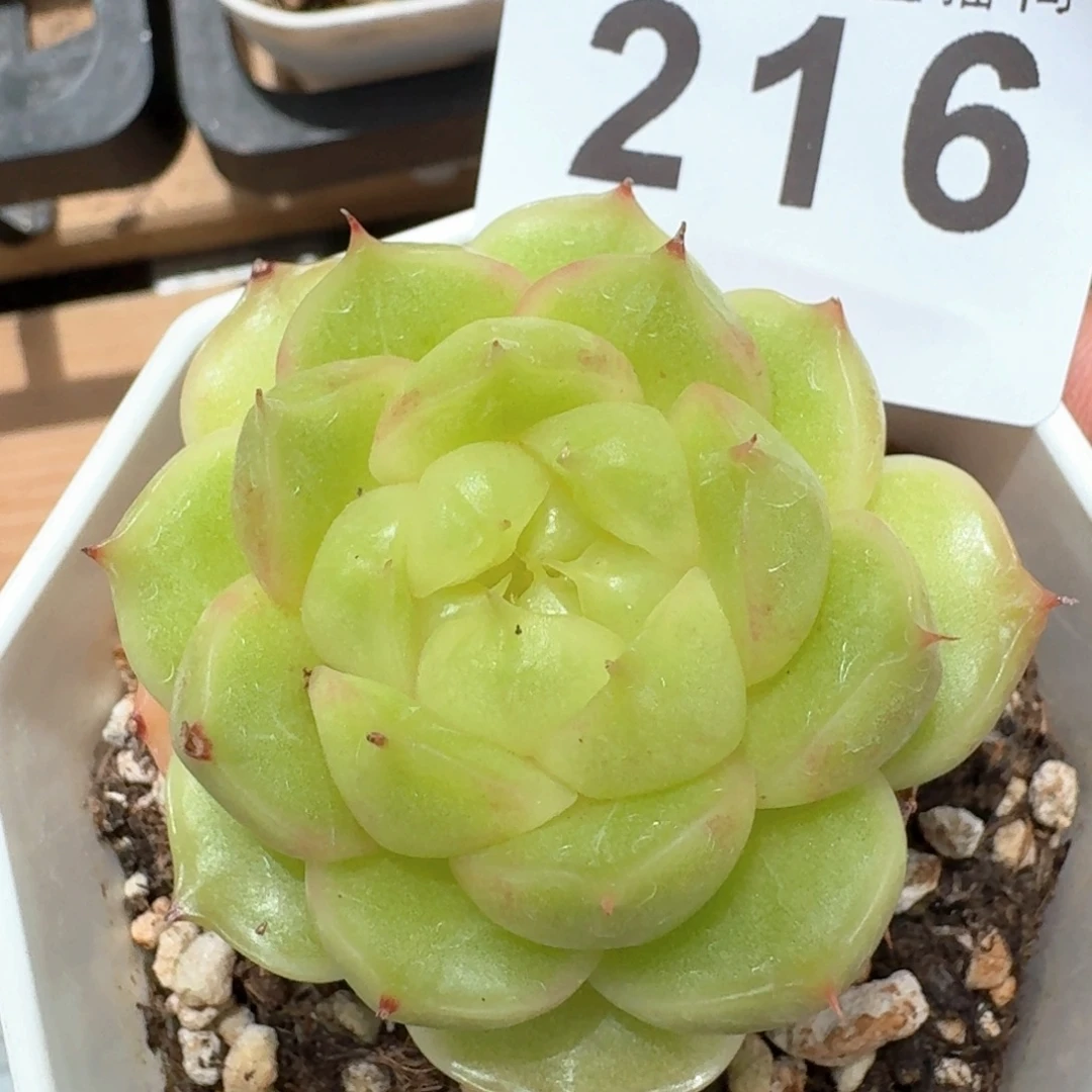 麦秆            精美多肉植物