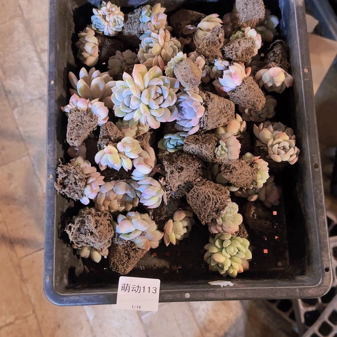 直播一物一拍多肉113