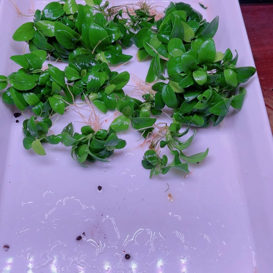 h***n美小呆精品水草一份