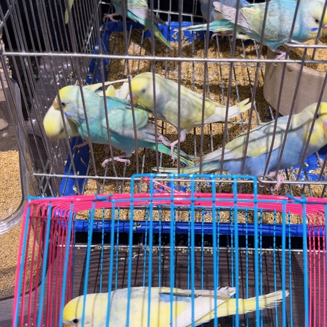 虎皮鹦鹉金彩虎皮鹦鹉显派，一物一拍不退换竞拍