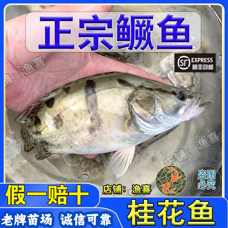 桂鱼 鳜鱼 桂花鱼 翘嘴鳜 大白鳜 贵鱼 季鱼 水族活体观赏鱼路亚