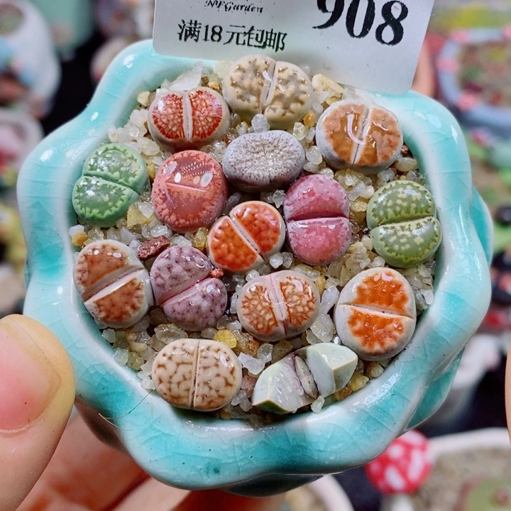 生石花花红红火火908