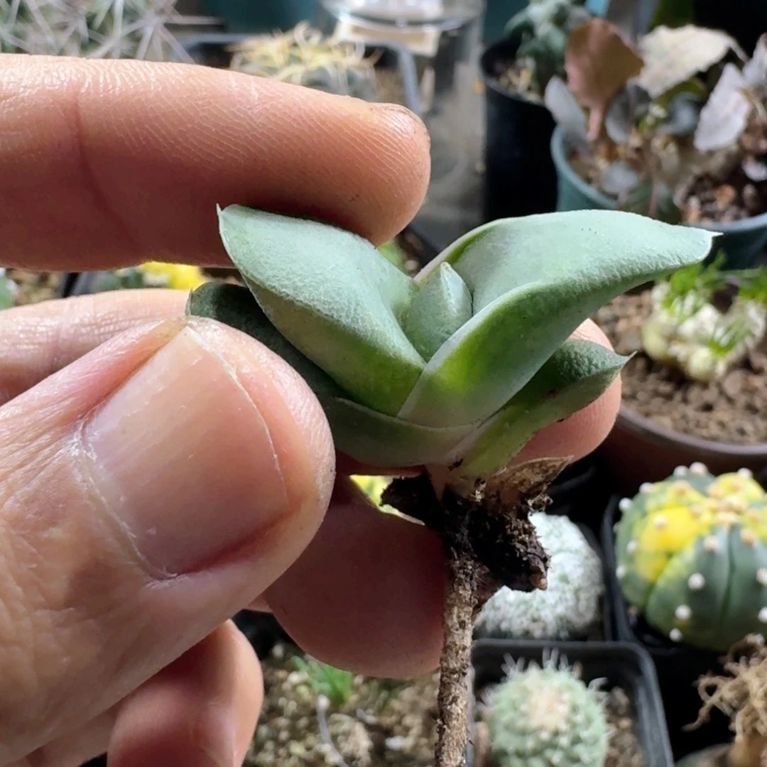 768丸叶白肌卧牛脱土发货