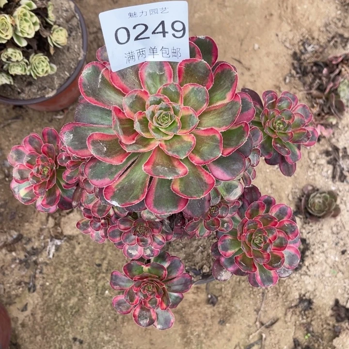 丽娜多肉的人多肉0249