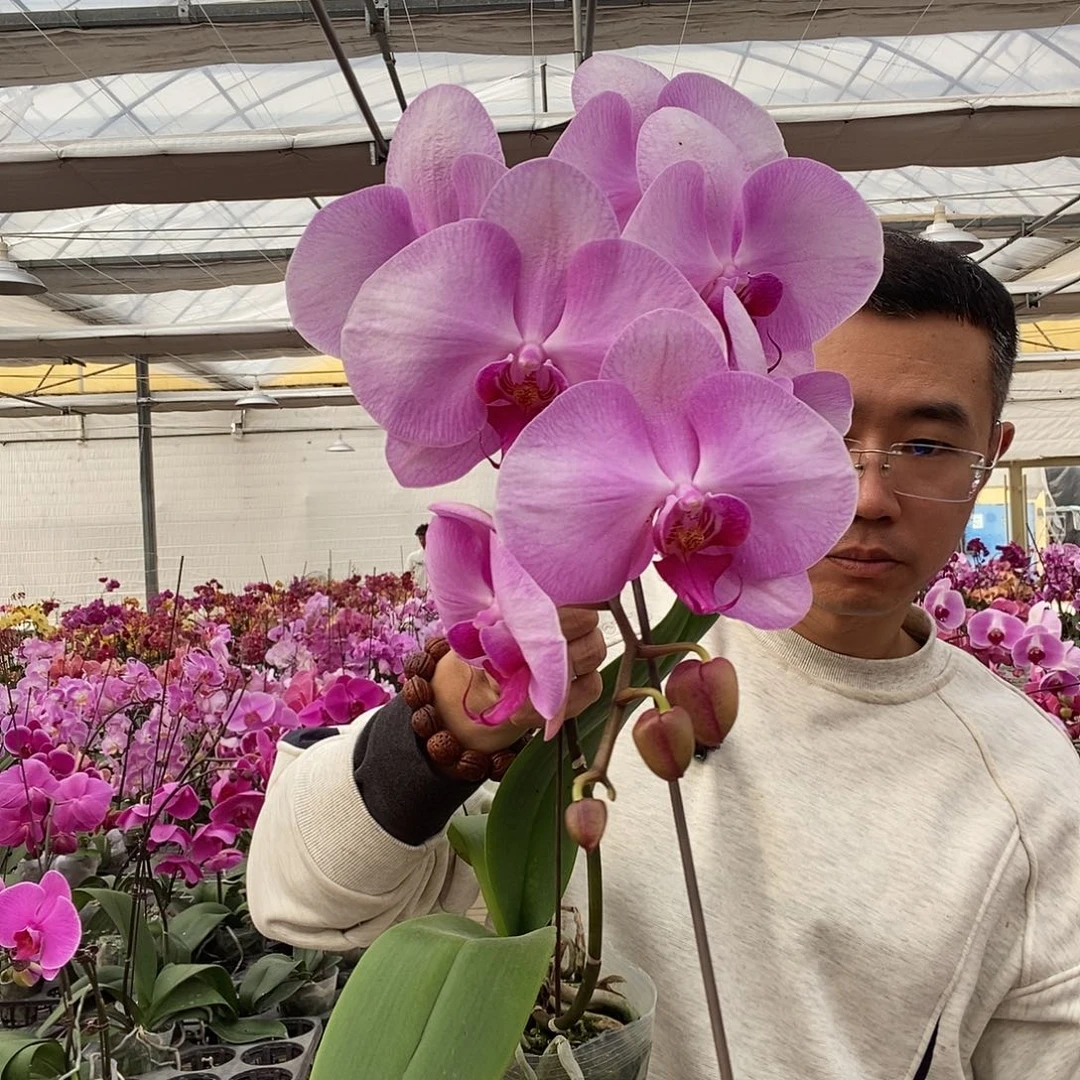 冰***雪完全开放倾城1颗小龙兰