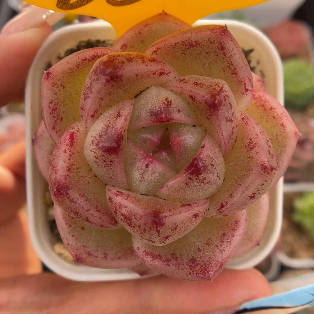 珍妮麦秆可拍660号