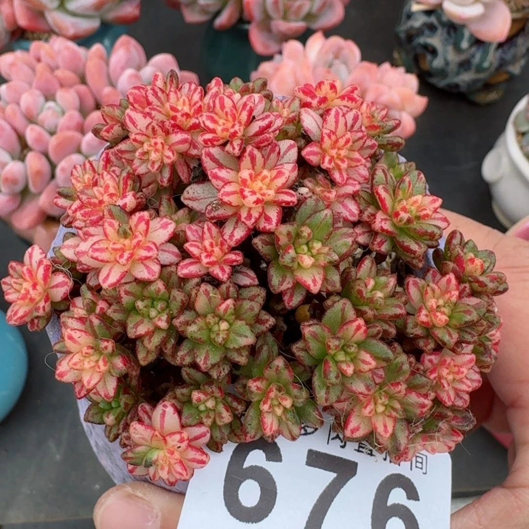 小人祭锦      愿你一路坦途，乘风破浪展宏图