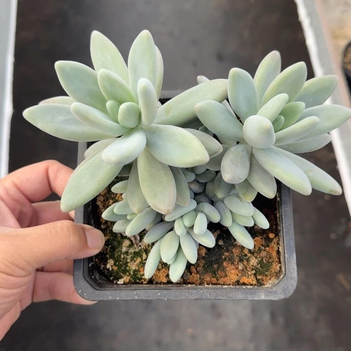 白兰地 群生 一物一拍