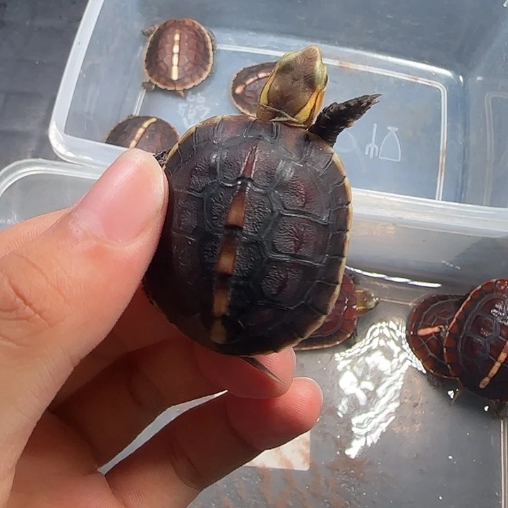 東***灬台湾海峡。我也想结婚