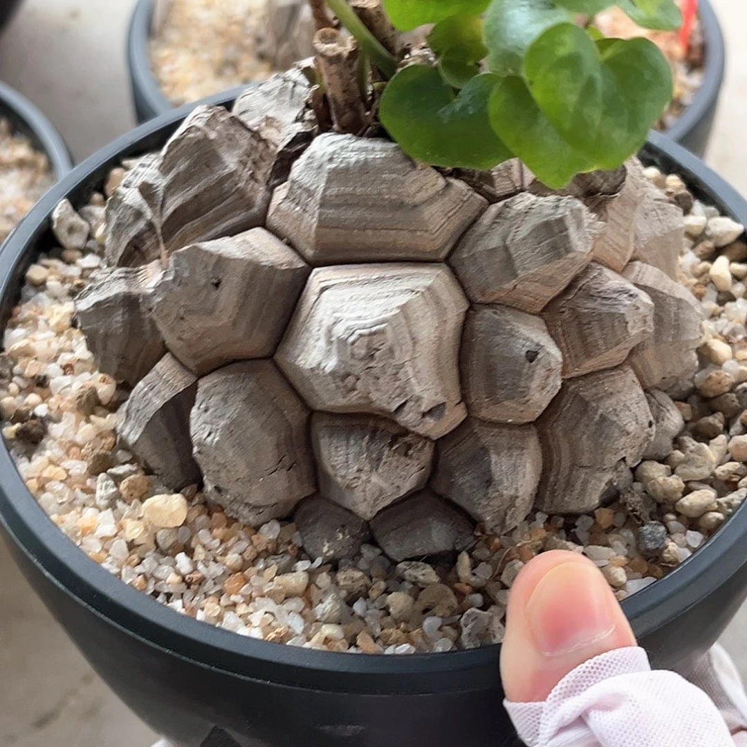潮流植物精品剑甲南非龟，10.5公分