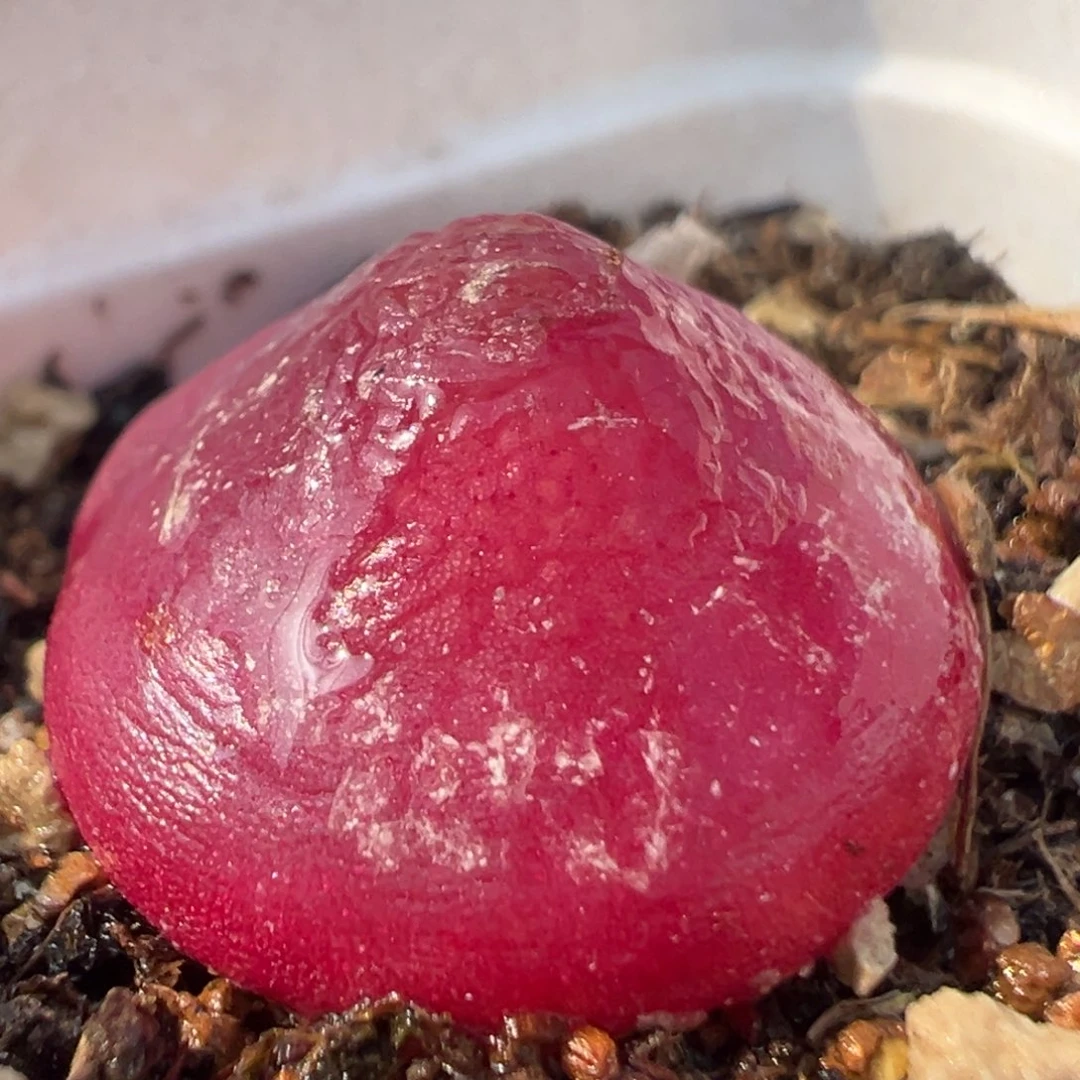 87多肉植物百科知识