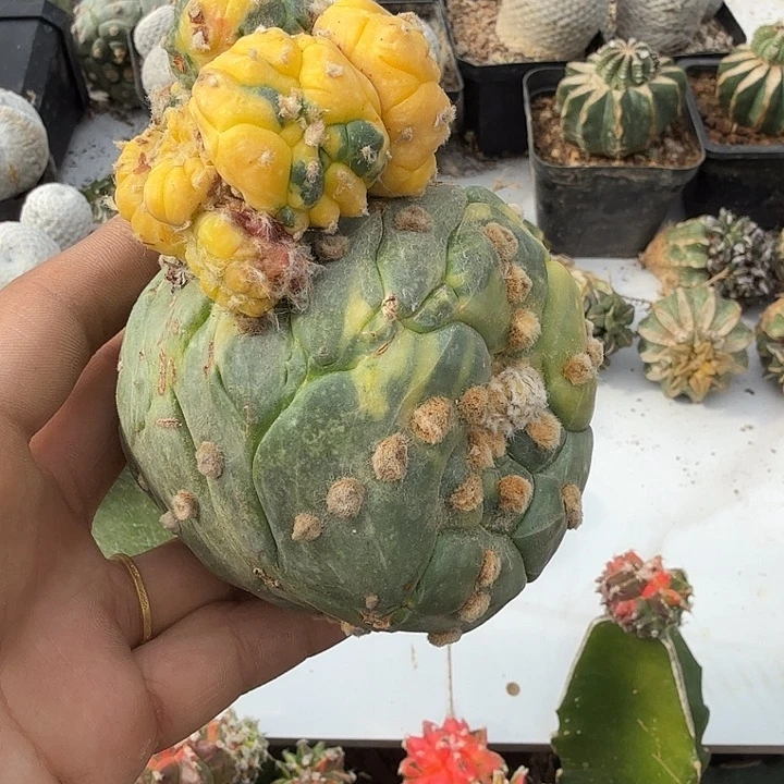 龟甲兜锦仙人球坠化侧芽