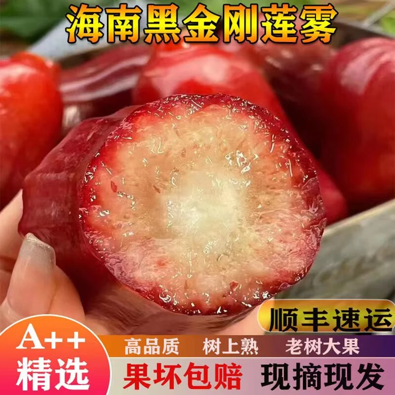 【顺丰包邮】海南黑金刚莲雾果树上熟当季新鲜水果清甜多汁产地直发