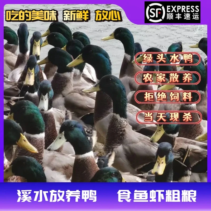 农村散放养半年绿头水鸭新鲜宰杀青头鸭成年老鸭子单只净重2.5斤