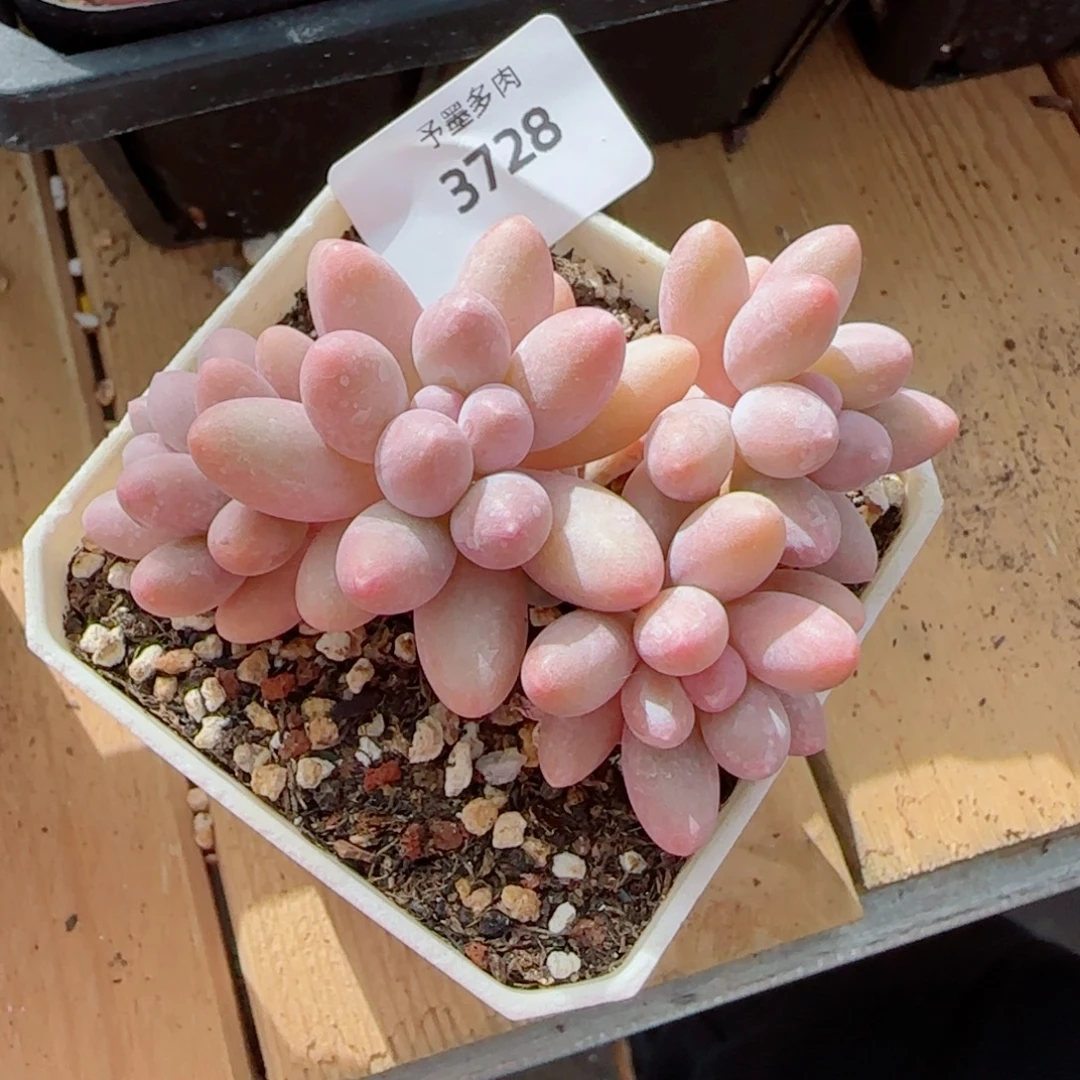 汤圆群，3728多肉植物