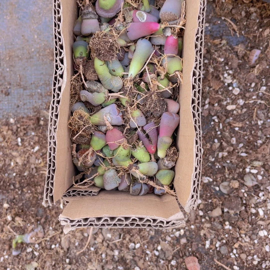 一箱混搭88888888888