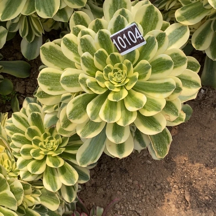 新尼亚多肉法师10104