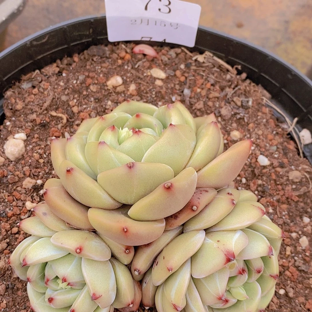 【闪购商品】云73号三头Q