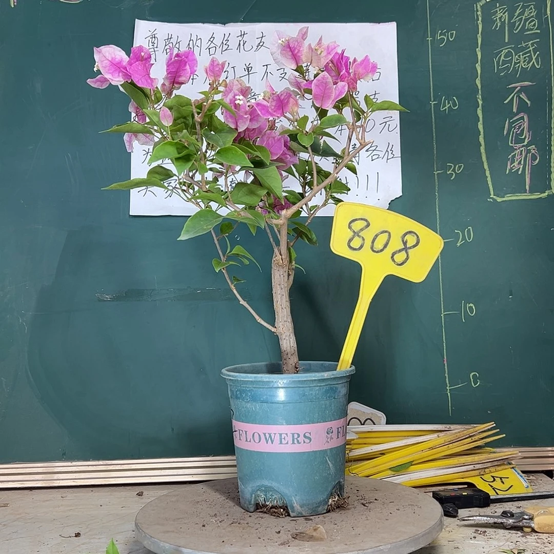 当前无花栽培后可以开花漳红樱 粗杆 808