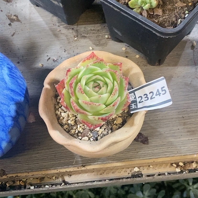 【闪购商品】安**东云23245