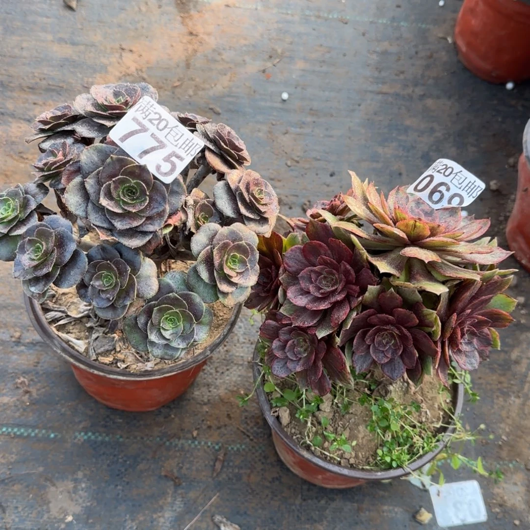 多肉775+069满20包邮断枝不包