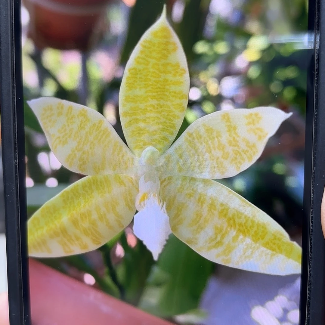 当前无花栽培后可以开花象形文字白变种