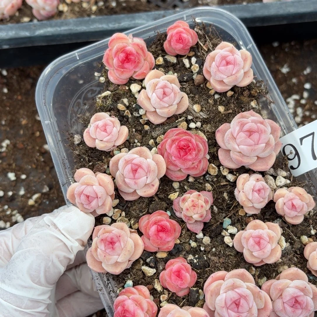 多肉植物多肉植物978