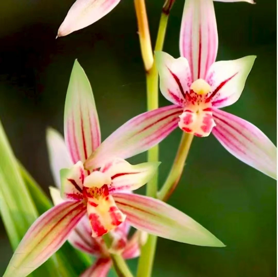 【红香妃】四季兰3-5花剑浓香好养室内外高端精品绿植花卉盆栽