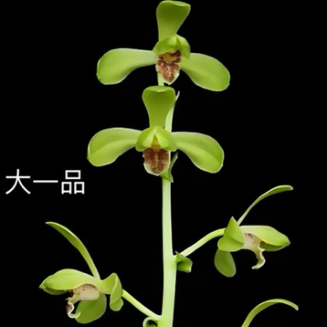 蕙兰绿牡丹大一品程梅元字老朵云天骄牡丹荡字紫砂星温州素老上海