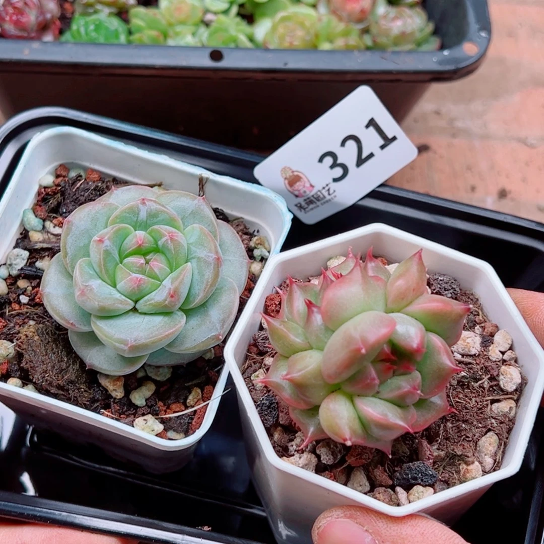 多肉植物多肉植物