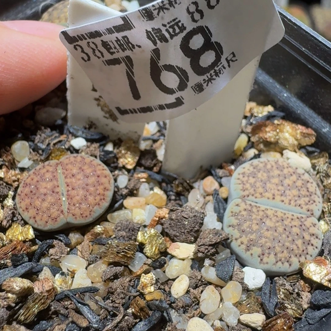 西***辞Ssss精品生石花768