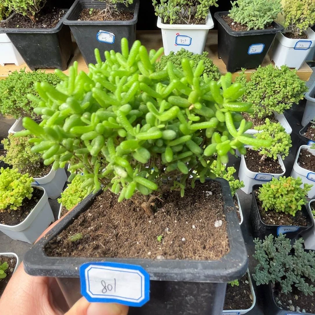 801蜜橘。