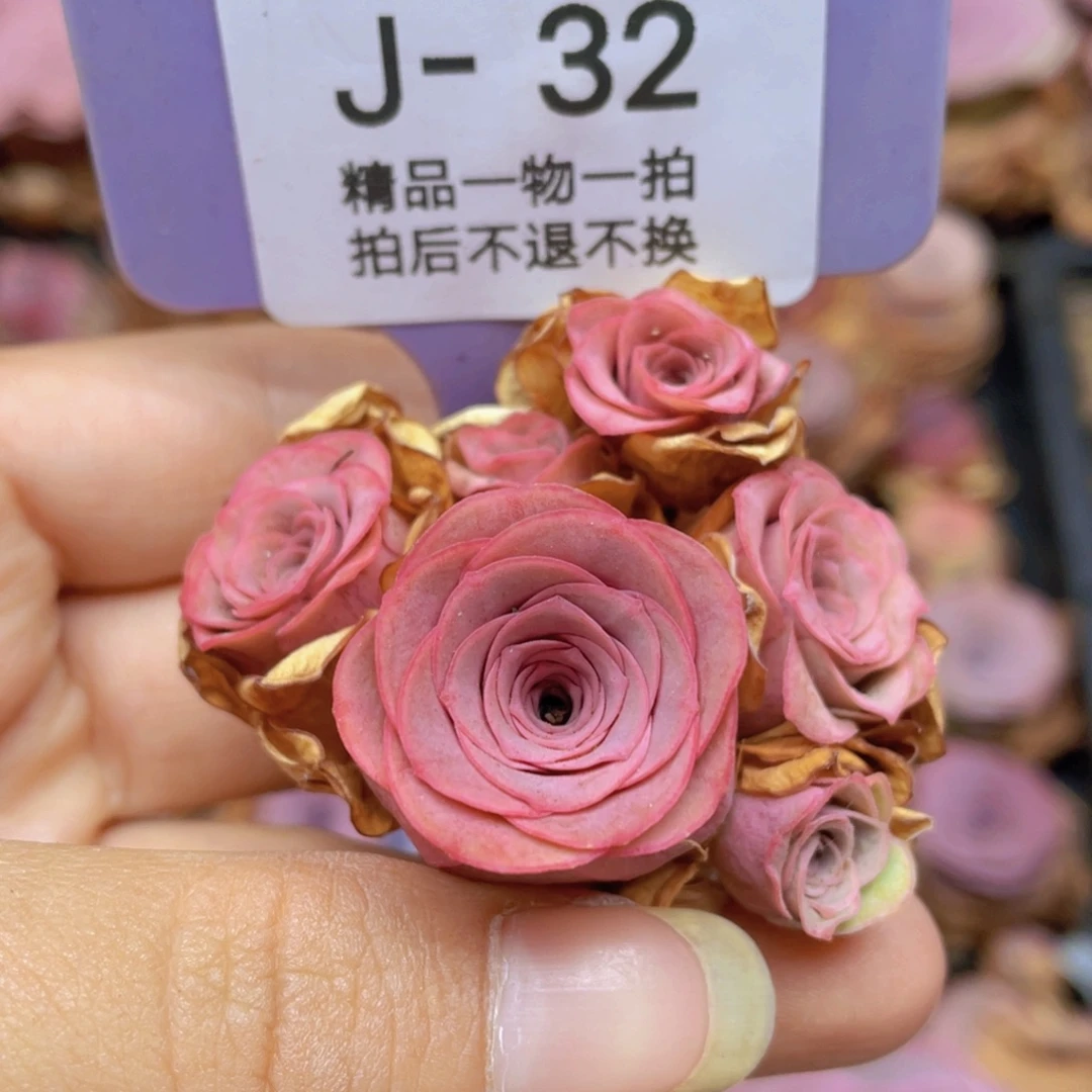 殿***神山地玫瑰J32满38包邮裸根发货