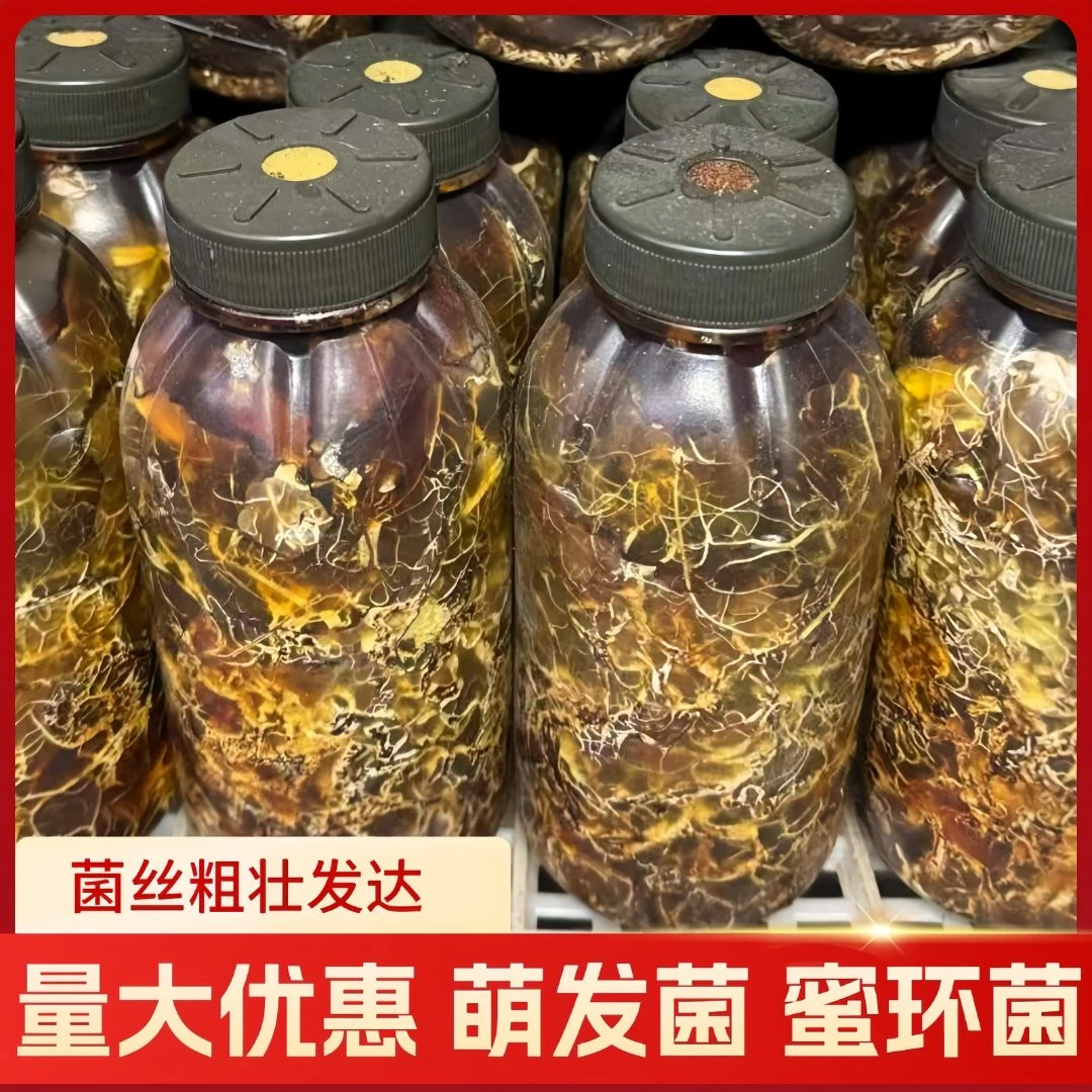 蜜环菌菌种天麻猪苓水剂枝条菌种产地直销量大从优批发