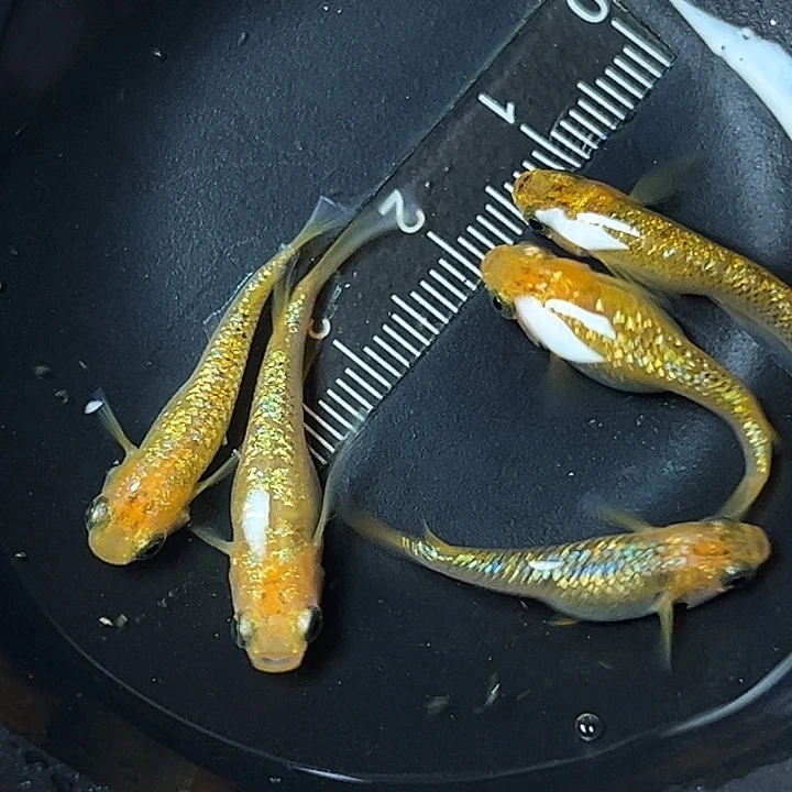 青鳉鱼黄金布朗一组65