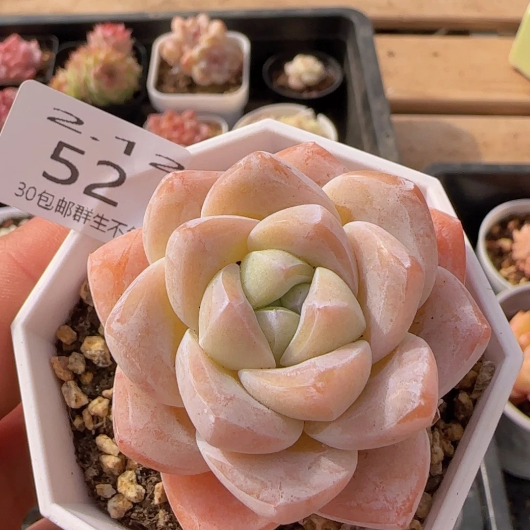 单头冰玉一颗脱土发货