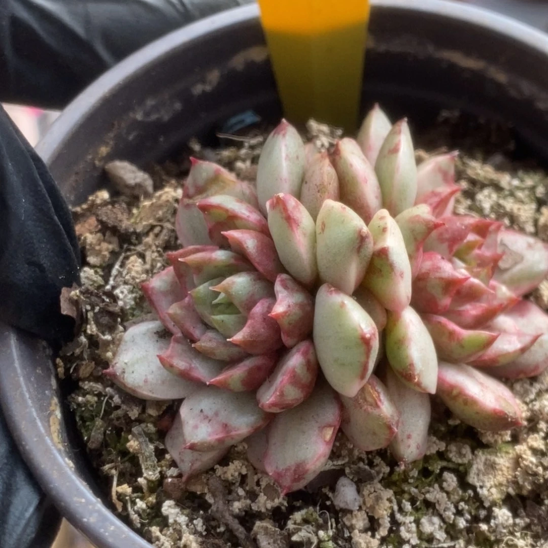 652血燕锦锦锦锦锦锦