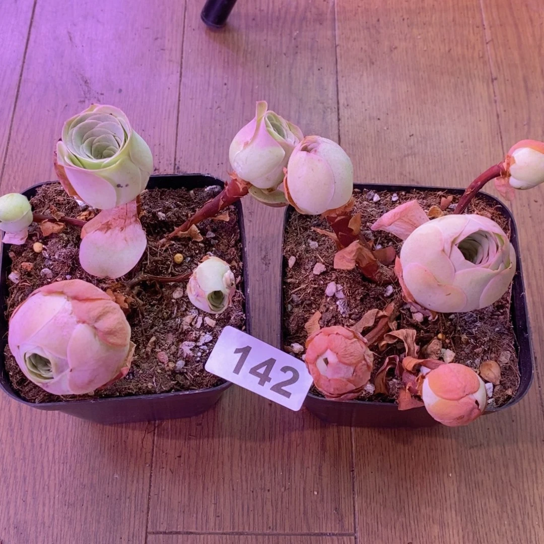 爱***我山地玫瑰一物一拍142