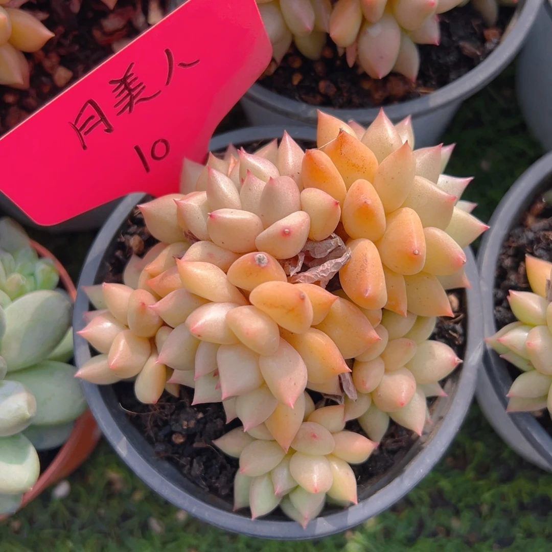 福利来啦打脸的一天打