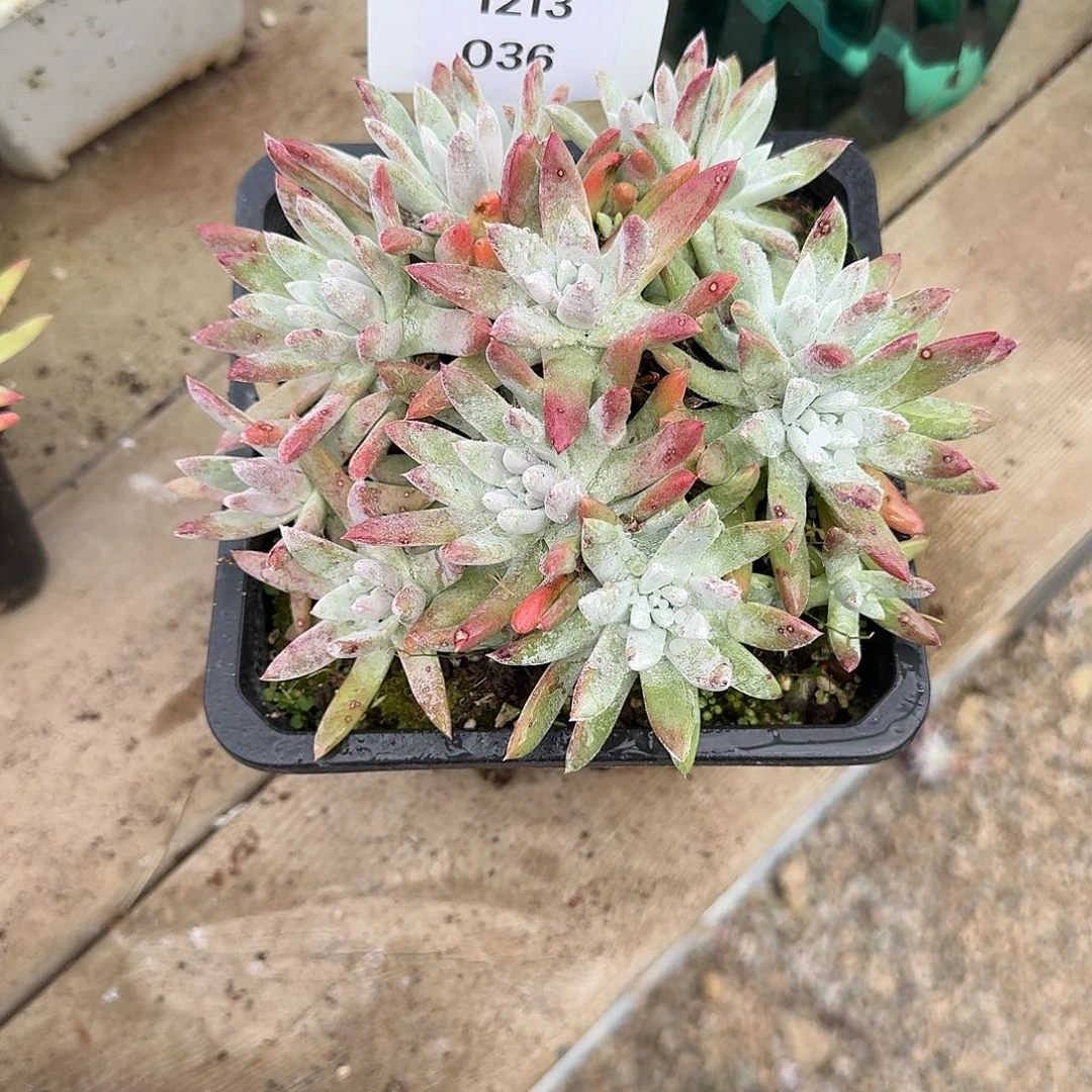 微***辣多肉植物一物一拍1213036