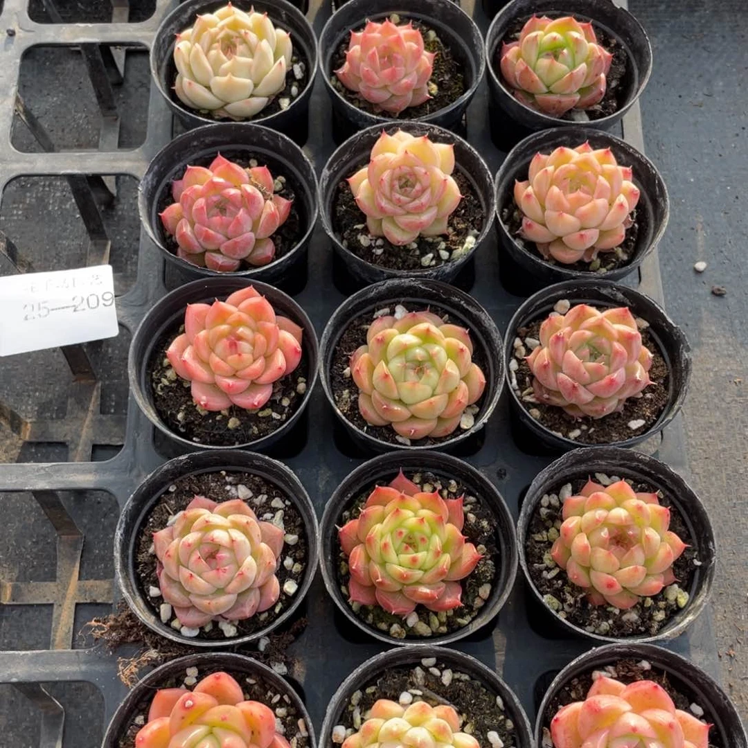 柒一物一拍18颗25-209