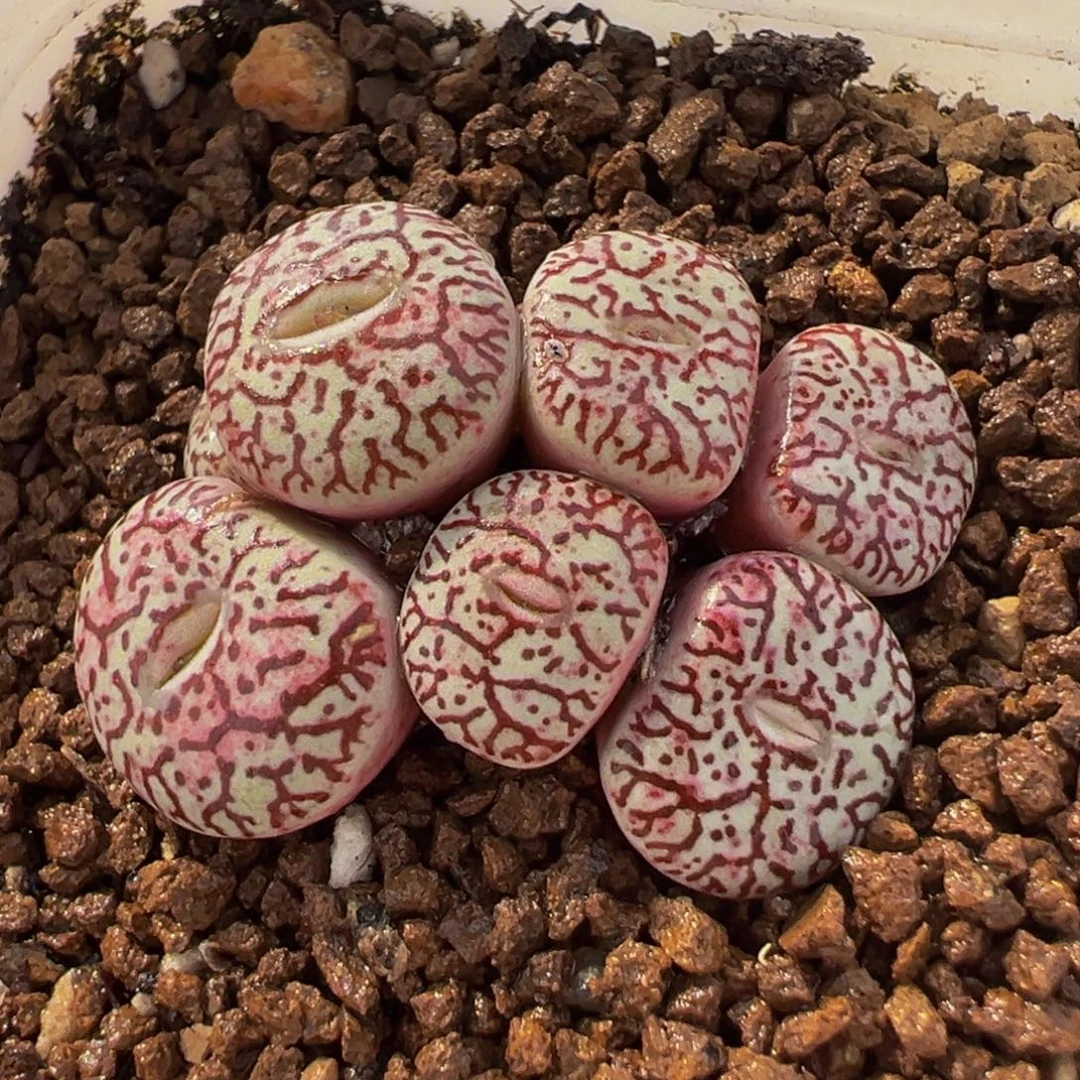 175多肉植物种类多样