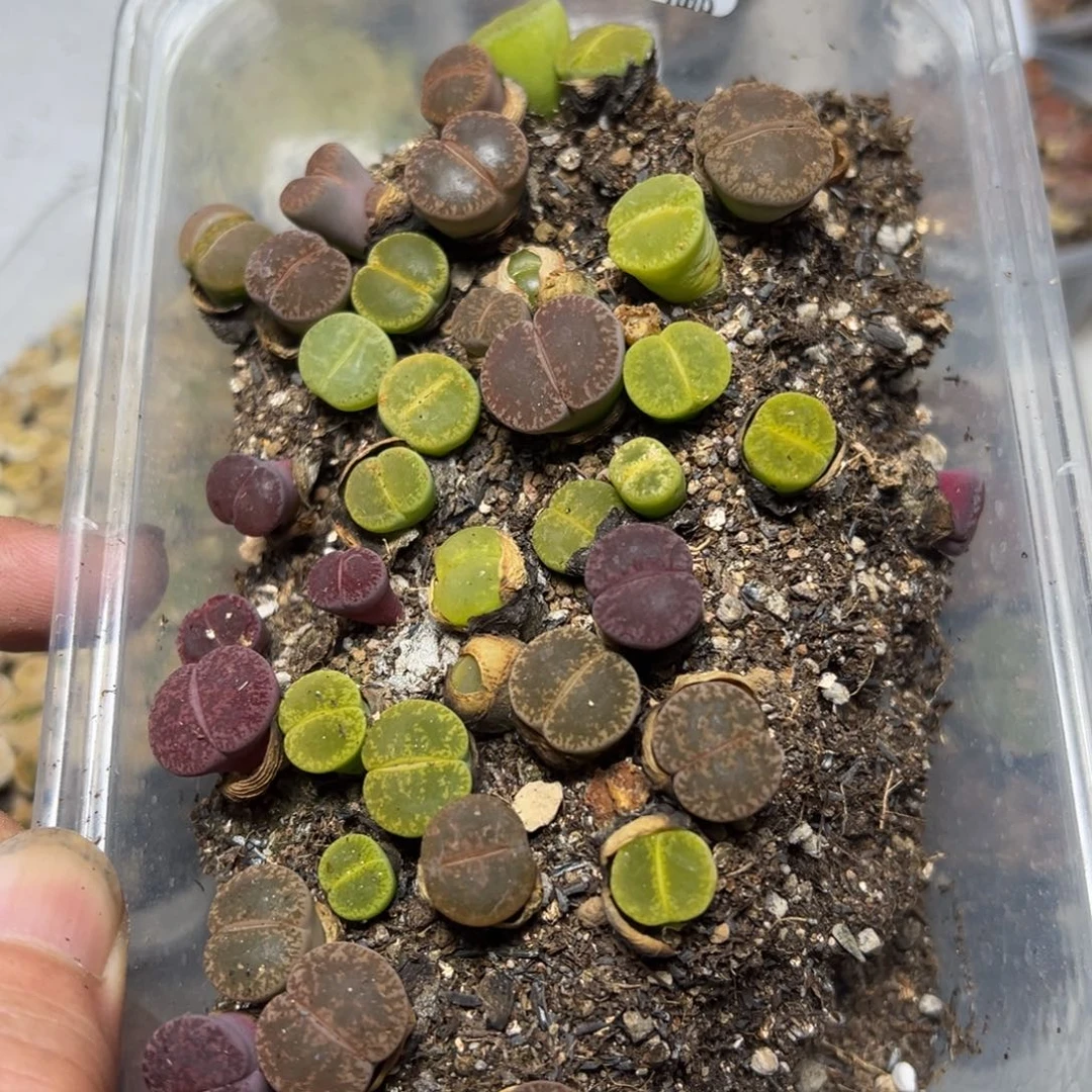 【闪购商品】 980。