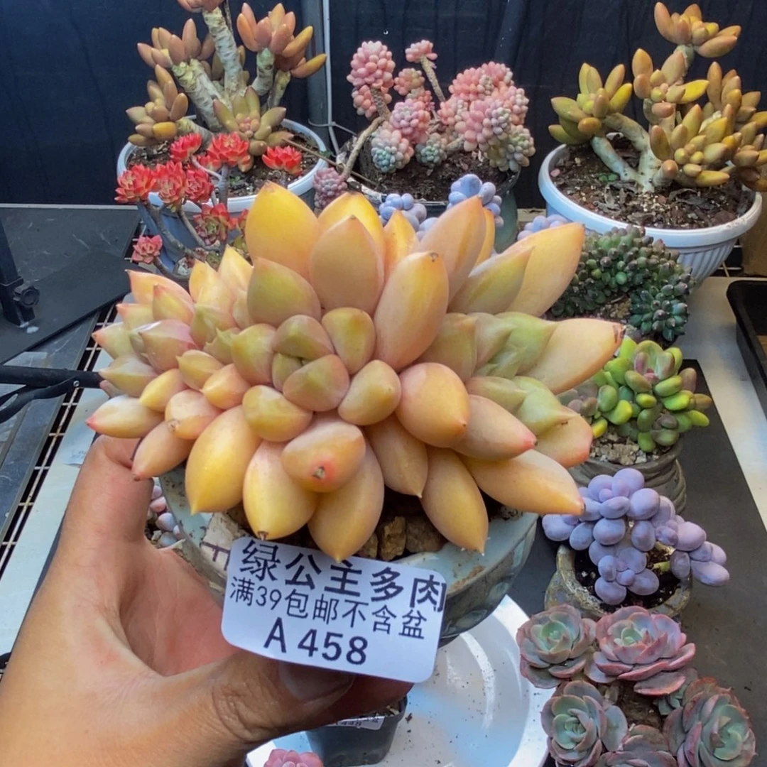 458象牙奶朵朵缀多肉8c m
