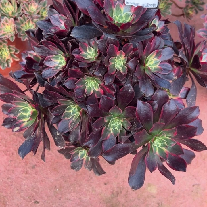 微瑕金丝却多肉植物844.