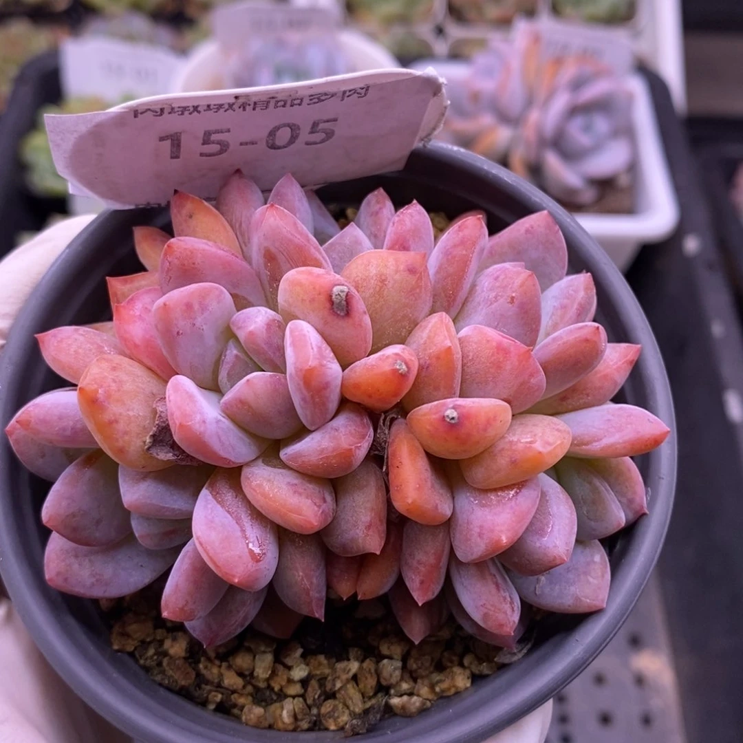 【闪购商品】15-05