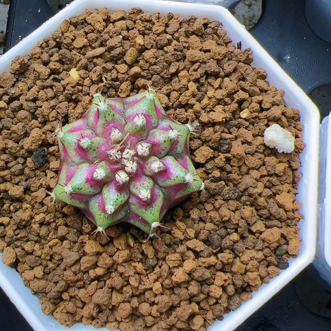 这***样当前无花栽培后可以开花421