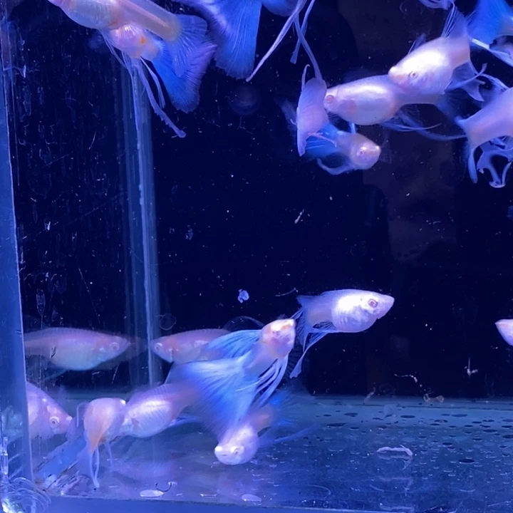 孔雀鱼小蓝白c20条